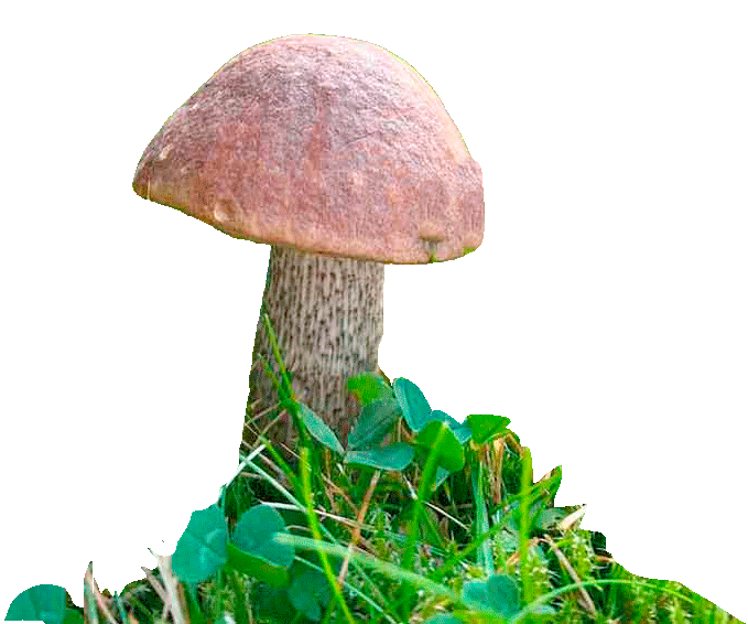 Maronenpilz