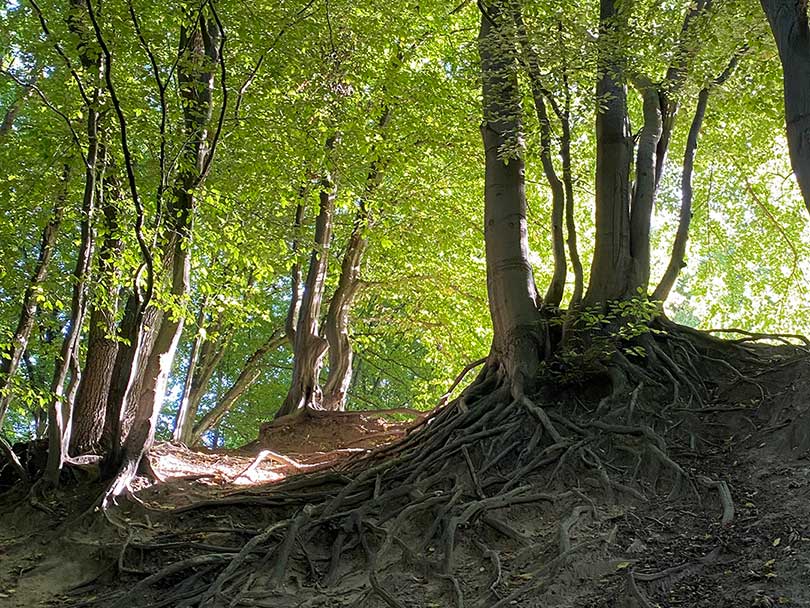 Wurzelwerk im Wald