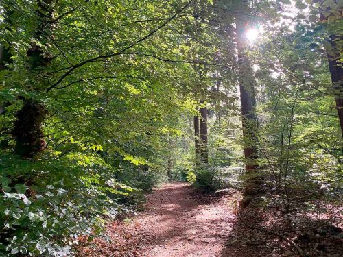 Waldführungen über befestigte Wege