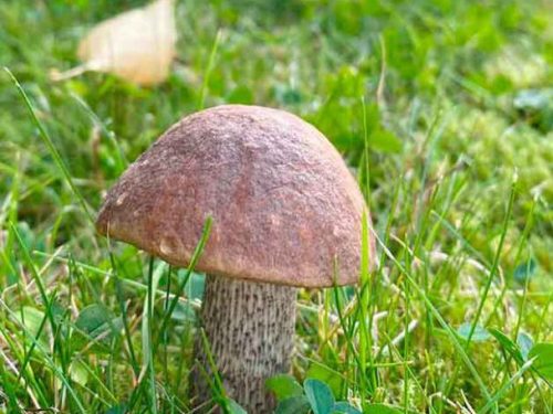 Birkenpilz im Gras