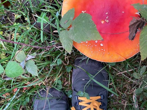 Waldwissen Waldführungen Naturwissen