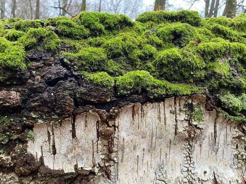Waldkreationen: Birke mit Moos