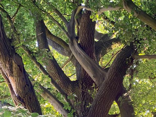 Waldführungen, Waldabenteuer, Naturerlebnisse mit Sabine Saarmann