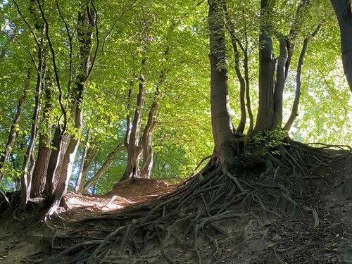 Wurzelwerk im Wald