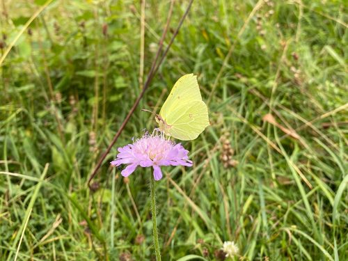 Interessantes Schmetterlinge Raupen - von der Raupe zum fliegenden Nützling.